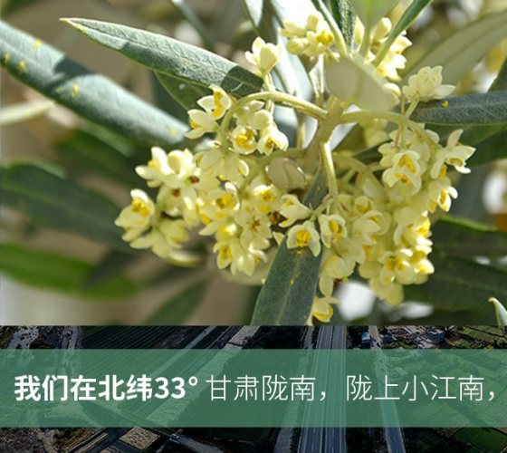 武都的氣候、土壤等與地中海沿岸極其相似，同處于世界頂級(jí)油橄欖黃金生產(chǎn)帶（32°58--33°36）年平均氣溫為14.7°，年日照時(shí)數(shù)1911..